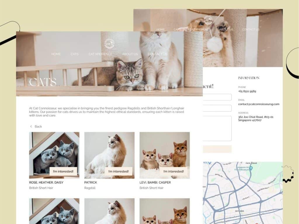 Pet website UI UX design displaying cat profiles and breed listings